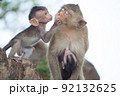 可愛いサル 92132625