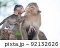 可愛いサル 92132626