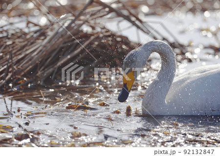 顔についた水を振り払うオオハクチョウ(北海道) 顔についた水を振り払うオオハクチョウ(北海道) 92132847