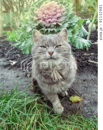 Gray fluffy cat in flower bed. Gray fluffy cat in flower bed. 92132981