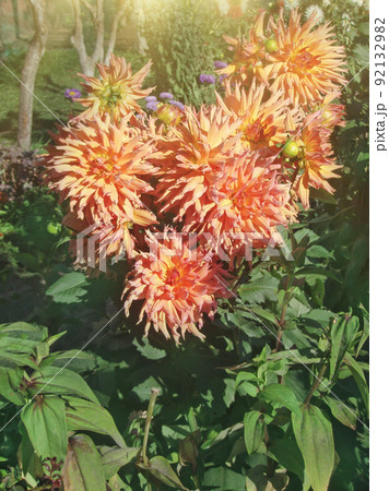 Dahlia blossom plant blend of mauve and peach color Dahlia blossom plant blend of mauve and peach color 92132982
