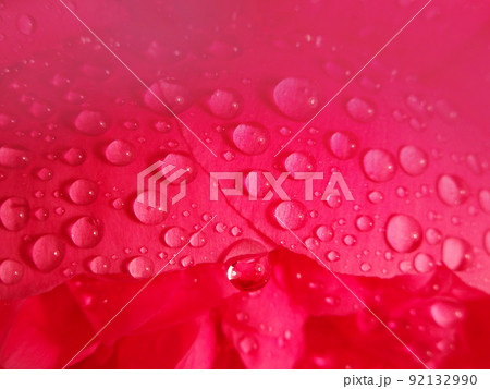 Fresh peony flowers macro. Close up of flowers Fresh peony flowers macro. Close up of flowers 92132990