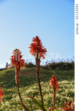 アロエ　花 92133085