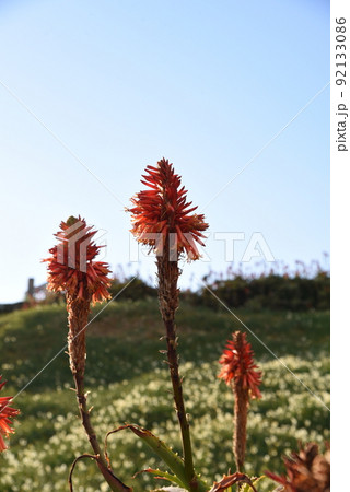 アロエ　花 92133086