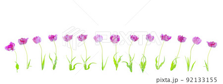 Blue tulips isolated on a white background 92133155
