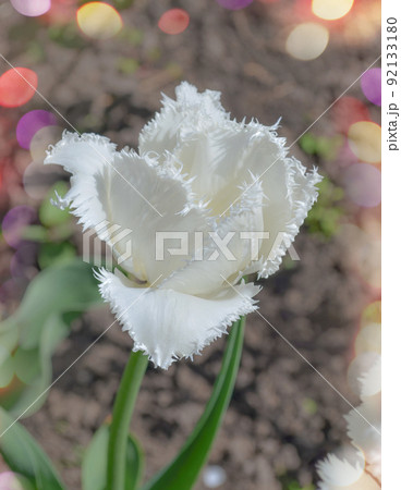 White fringed tulip Daytona. Tulipa Daytona with fringe White fringed tulip Daytona. Tulipa Daytona with fringe 92133180