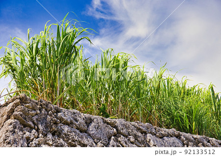 真夏の沖縄　高台のさとうきび 92133512