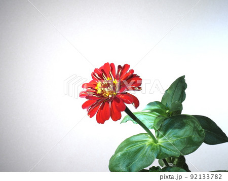 赤い百日草 赤い百日草 92133782