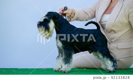 Black miniature schnauzer in a rack , side view 92133828