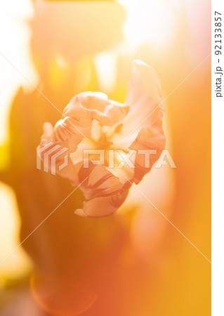 Mix color tulip flower. Mix of tulips flowers in the sunlight 92133857