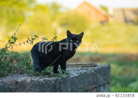 Kitten in the garden with flowers on background. 92133858
