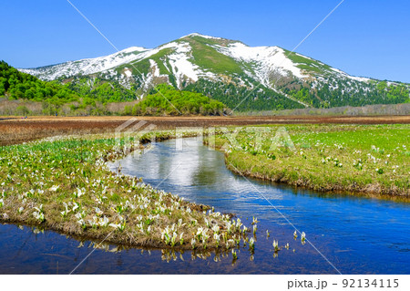 下ノ大堀川と水芭蕉3 92134115