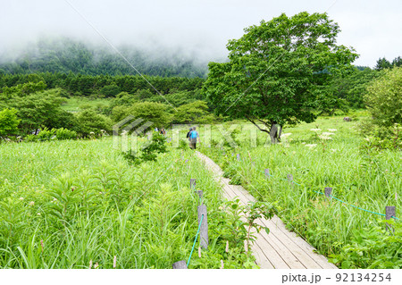 八島ヶ原湿原 92134254