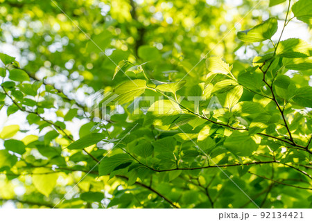 新緑イメージ 92134421