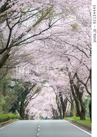桜の並木「ホンダ桜並木」 桜の並木「ホンダ桜並木」 92134445