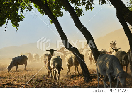 Goats and Sheeps on Road In Greci, Romania 92134722