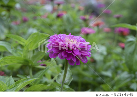 花びら 赤色 花 92134949