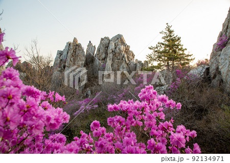 ツツジの花 ジュジャクサン 全羅南道 92134971