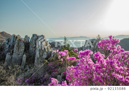 ツツジの花 ジュジャクサン 全羅南道 92135086