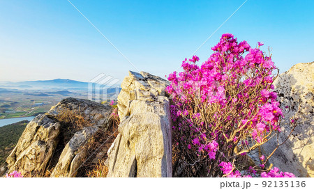 ツツジの花 ジュジャクサン 全羅南道 92135136