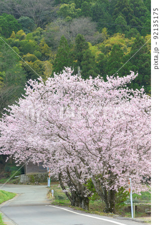 桜満開景色「大自然 美しい田舎の大木桜並木」クローズアップ 桜満開景色「大自然 美しい田舎の大木桜並木」クローズアップ 92135175