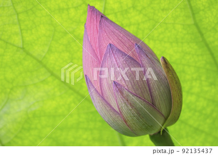 古代蓮のふっくらとした蕾　東京上野不忍池 92135437