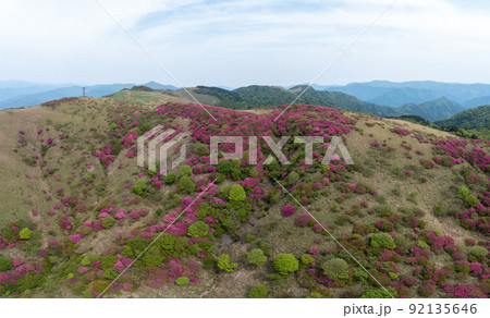 大川嶺のツツジ（愛媛県久万高原町） 92135646