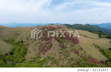 大川嶺のツツジ（愛媛県久万高原町） 92135647