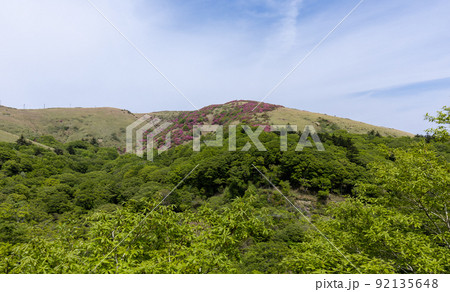 大川嶺のツツジ(愛媛県久万高原町) 大川嶺のツツジ(愛媛県久万高原町) 92135648