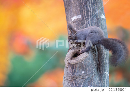 木の幹で食事中のエゾリス 92136004