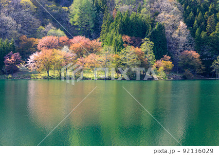 長野県農具側から見る春の桜のリフレクション風景 92136029