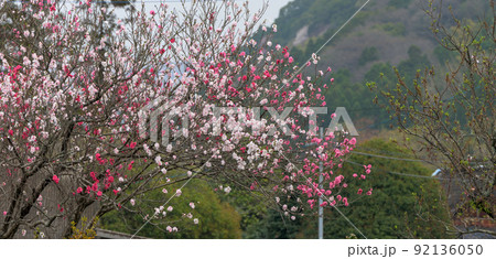 さくら・花「美しい花が咲きました」 92136050