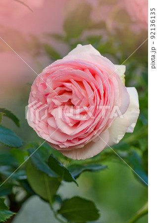 Beautiful pink rose in a garden. Beautiful rose garden in spring. Beautiful pink rose in a garden. Beautiful rose garden in spring. 92136135