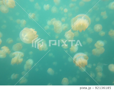 ジュエリーフィッシュレイク ジュエリーフィッシュレイク 92136185