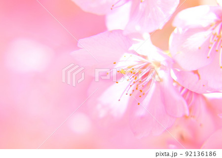 早咲き河津桜、満開 92136186