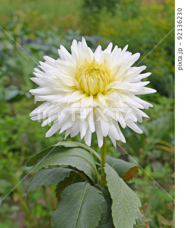 Dahlia cactus flower 92136230