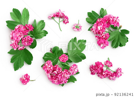 flower of hawthorn isolated on white background. Crataegus Pauls Scarlet. Top view. Flat lay 92136241