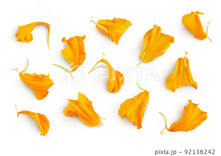 petals of fresh marigold or tagetes erecta flower isolated on white background with full depth of field. Top view. Flat lay 92136242