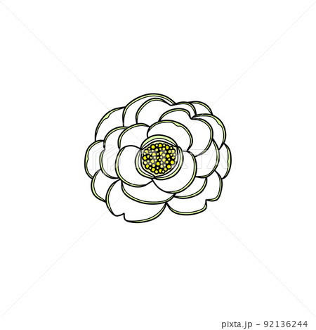 白色の花(花冠、八重咲き、椿) 白色の花(花冠、八重咲き、椿) 92136244