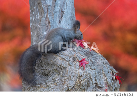木の幹でたたずむエゾリス 92136253