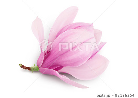 Pink magnolia flower isolated on white background with full depth of field. Top view. Flat lay. Pink magnolia flower isolated on white background with full depth of field. Top view. Flat lay. 92136254