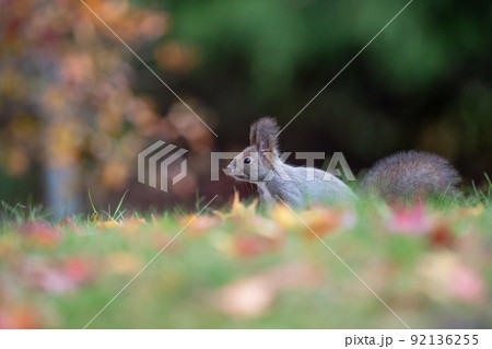 落ち葉の中でたたずむエゾリス 92136255
