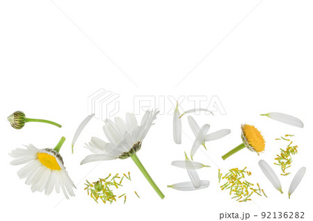 chamomile or daisies isolated on white background. Top view with copy space for your text. Flat lay chamomile or daisies isolated on white background. Top view with copy space for your text. Flat lay 92136282