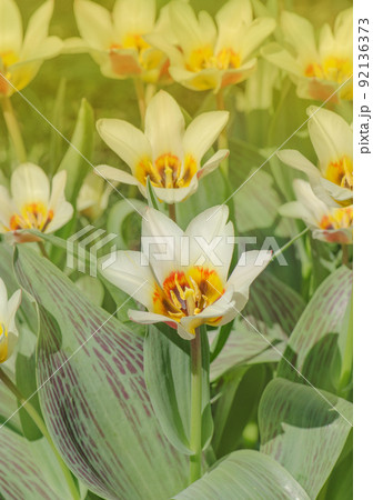 Red and white color tulips 92136373