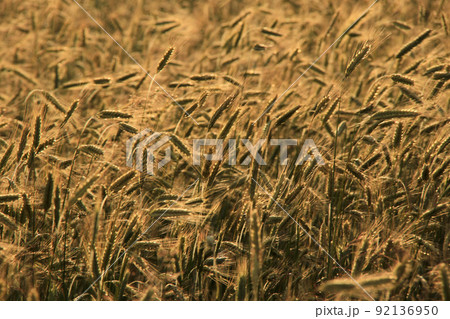 field of golden barley 92136950