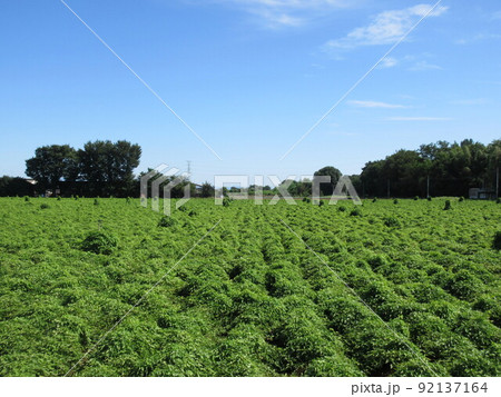 山芋畑 92137164