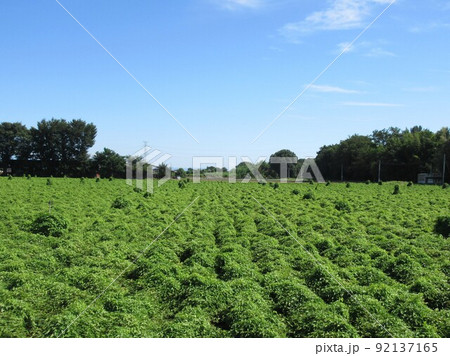 山芋畑 92137165