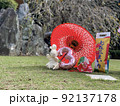 はじめての七五三 92137178