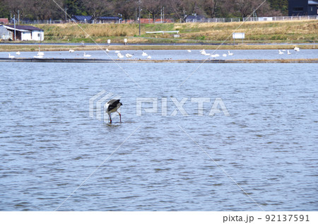 コハクチョウの群れが塒にしている水田にコウノトリが飛来している光景 ... 島根県 安来市：晴れ 92137591
