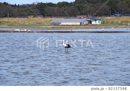 コハクチョウの群れが塒にしている水田にコウノトリが飛来している光景 ... 島根県 安来市：晴れ 92137598